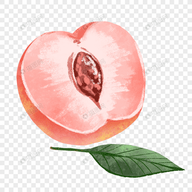 樱花直播APP应用